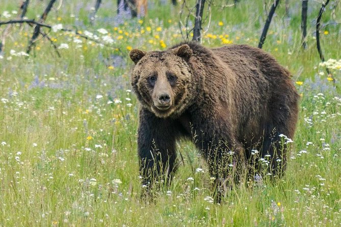 Half Day Group Sunset Wildlife Safari - The ride from Jackson to Grand Teton National Park