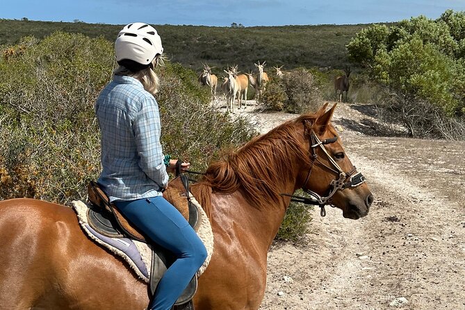 Half day Horse back safari - Wildlife you may see from horseback