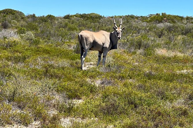 Half day Horse back safari - The Atlantic views and open West Coast setting