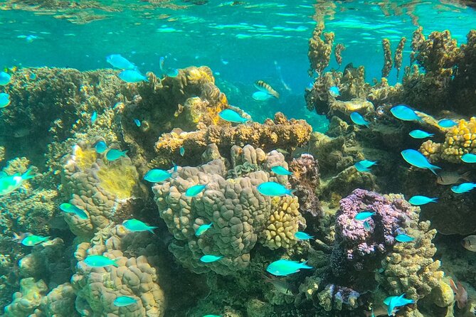 Half day lagoon safari tour in Bora Bora- Shared tour - Starting at Matira and getting on the boat