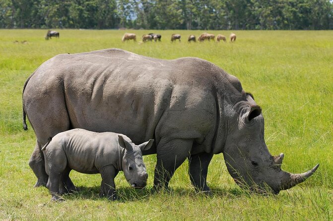 Half-Day Nairobi National Park Safari from Nairobi with Free Pickup - Key points to know before booking