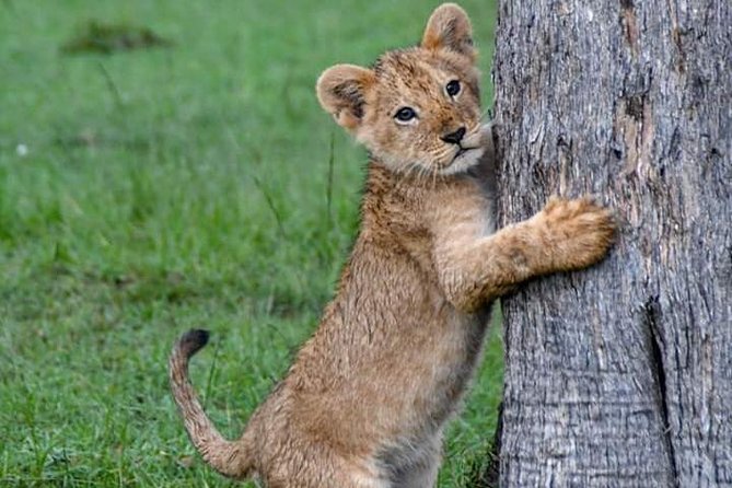 Half-Day Nairobi National Park Safari from Nairobi with Free Pickup - The drive into Nairobi National Park