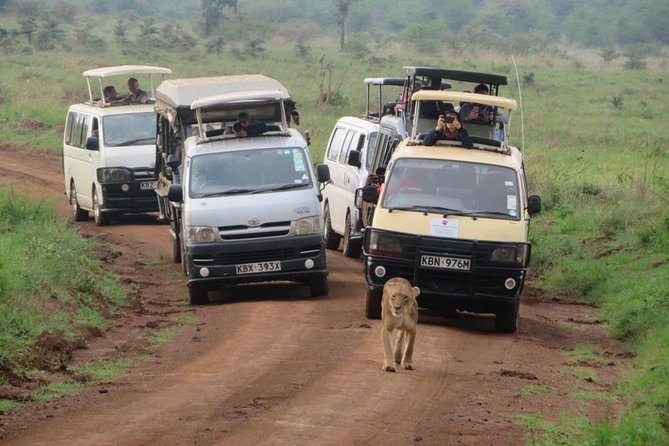 Half-Day Nairobi National Park Safari from Nairobi with Free Pickup - Morning or afternoon: which works better?