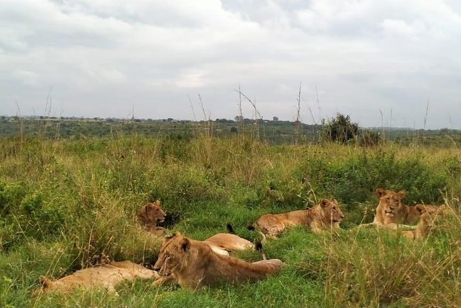Half-Day Nairobi National Park Safari from Nairobi with Free Pickup - Guides who shape the experience