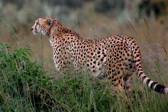 Half-Day Nairobi National Park Safari from Nairobi with Free Pickup - The rough-road question