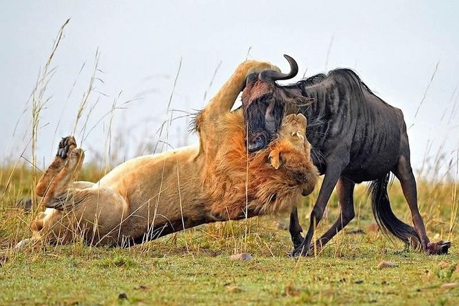 Half-Day Nairobi National Park Safari from Nairobi with Free Pickup - The real price and what it buys you