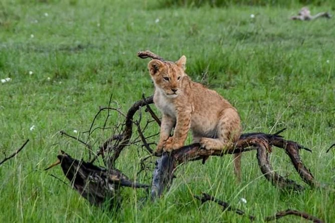 Half-Day Nairobi National Park Safari from Nairobi with Free Pickup - Using this tour during an airport transit