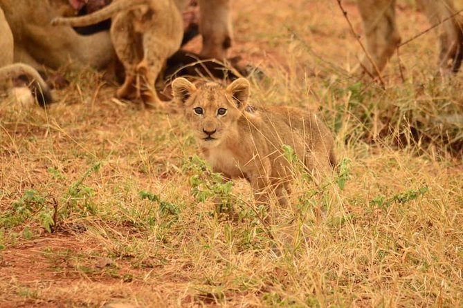 Half day safari from johannesburg - Key points to know before you book