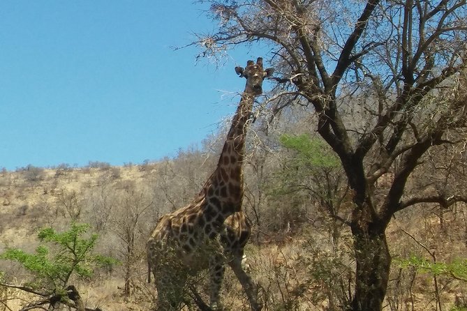 Half day safari from johannesburg - A convenient safari from Johannesburg