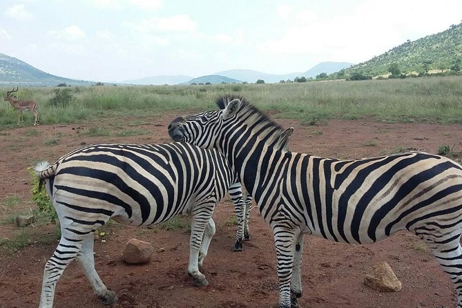 Half day safari from johannesburg - Three hours on the game drive