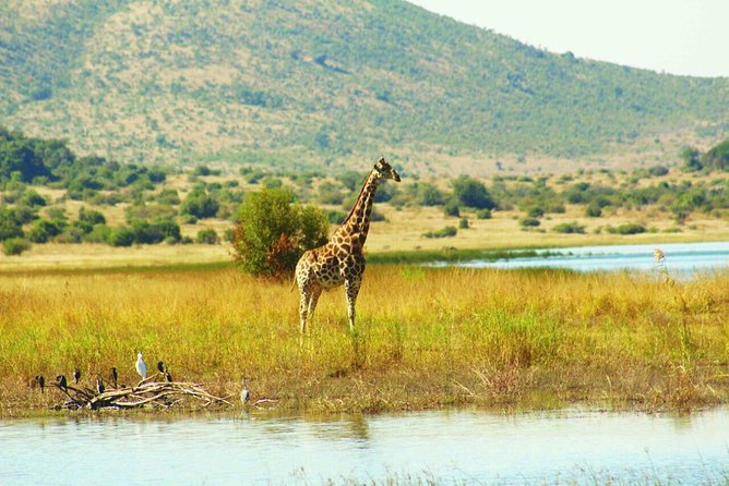 Half day safari from johannesburg - Morning or afternoon: choosing your departure