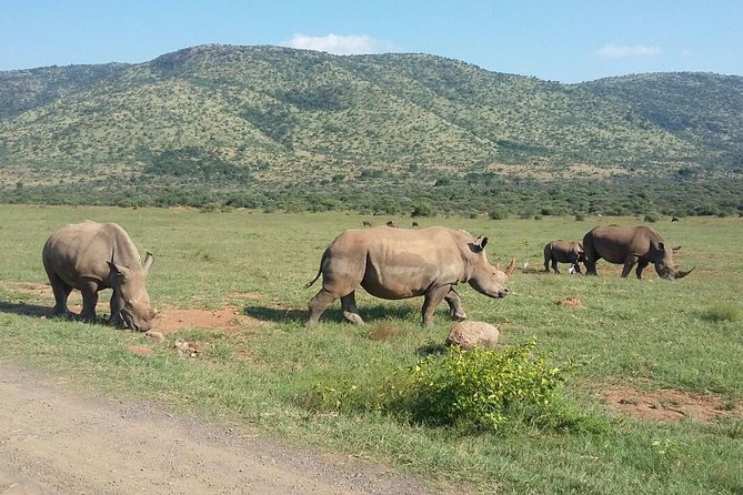 Half day safari from johannesburg - What the small group changes