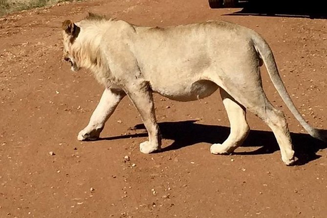 Half day safari from johannesburg - What the Johannesburg pickup adds