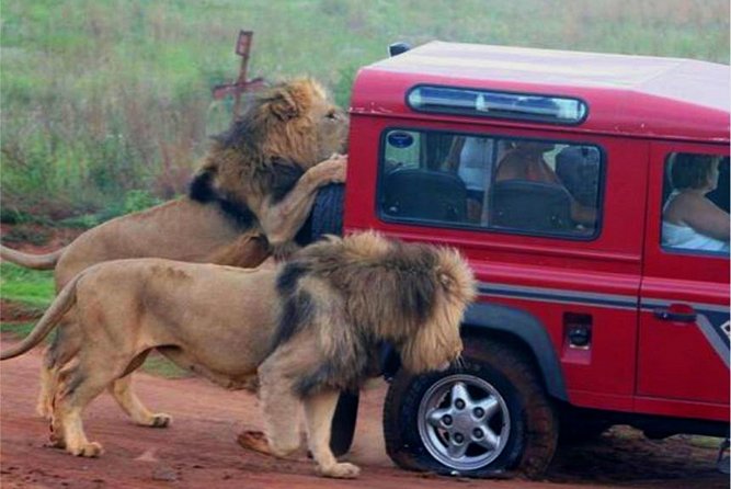 Half Day Safari Tour from Durban - Why this six-hour safari works from Durban