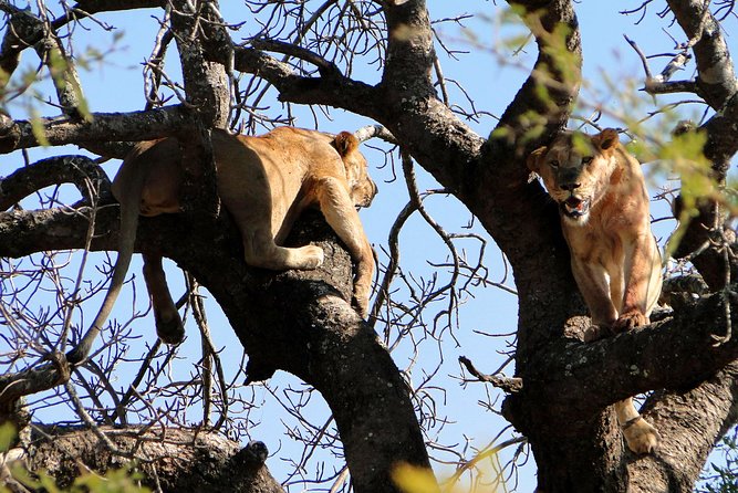 Half Day Safari Tour from Durban - Natal Lion Park: close lions and elephant encounters