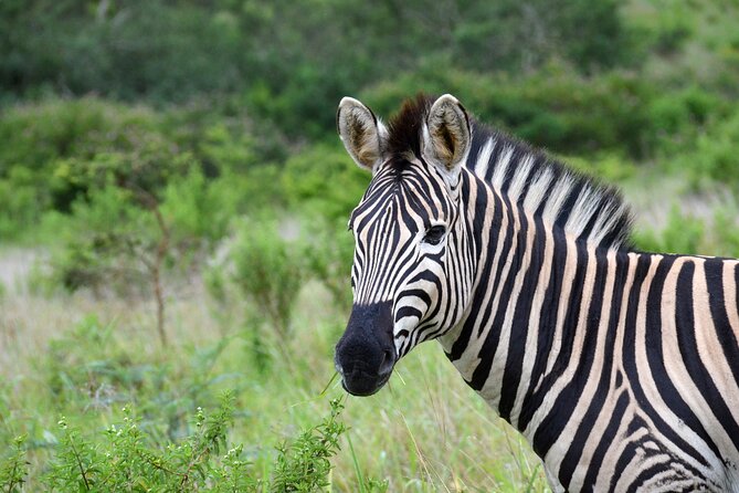 Half Day Safari Tour from Durban - Who should book this Durban safari?