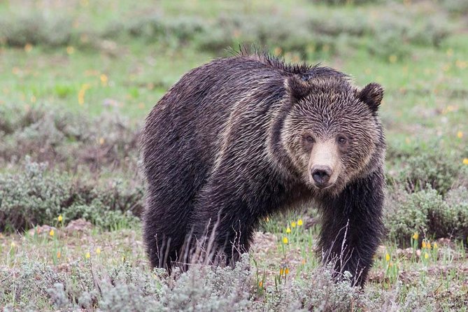 Half-Day Wildlife Safari Tour in Grand Teton National Park - At a glance