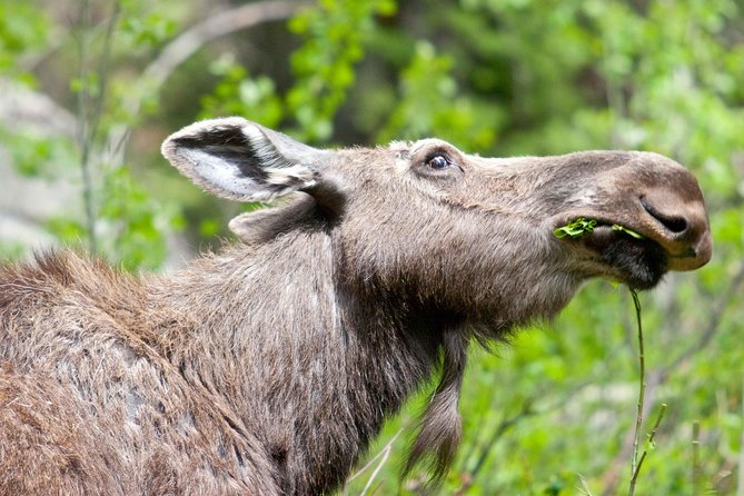 Half-Day Wildlife Safari Tour in Grand Teton National Park - What four hours in the Tetons can really deliver