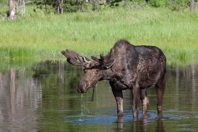 Half-Day Wildlife Safari Tour in Grand Teton National Park - Moose Wilson Road: a better chance in wooded country