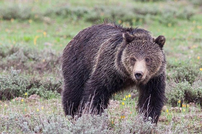 Half-Day Wildlife Safari Tour in Grand Teton National Park - Grand Teton National Park: the main event