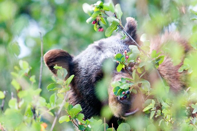 Half-Day Wildlife Safari Tour in Grand Teton National Park - Jackson Hole visitor centers and the return through town