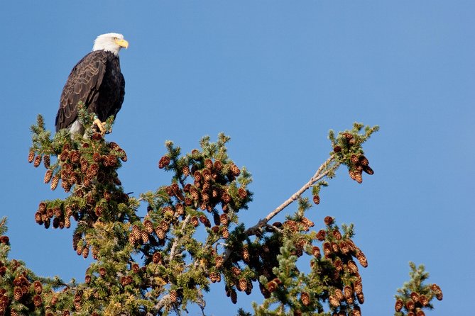 Half-Day Wildlife Safari Tour in Grand Teton National Park - Small groups, scopes, and guides who shape the day