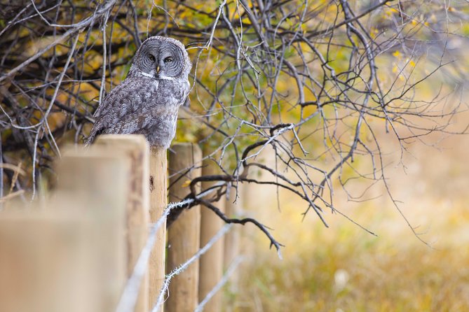 Half-Day Wildlife Safari Tour in Grand Teton National Park - National Elk Refuge: open country and big herds