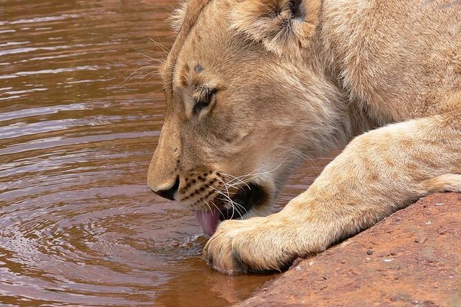 Half day wildlife tour to Nairobi National Park Game Drive with Pickup/Drop off - A real safari close to Nairobi