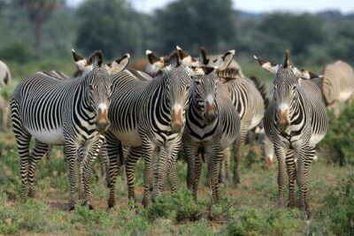 Half day wildlife tour to Nairobi National Park Game Drive with Pickup/Drop off