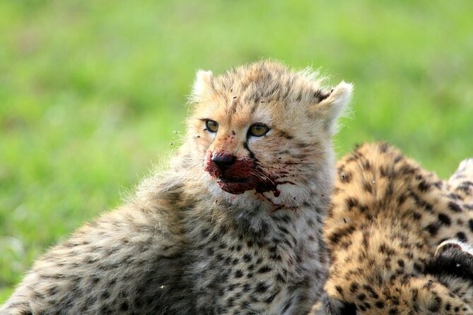 Half day wildlife tour to Nairobi National Park Game Drive with Pickup/Drop off - The Ivory Burning Site and Kenya’s conservation message