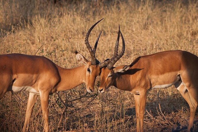 Half day wildlife tour to Nairobi National Park Game Drive with Pickup/Drop off - What the $45 price really covers