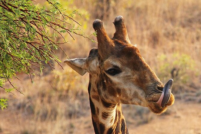 Half day wildlife tour to Nairobi National Park Game Drive with Pickup/Drop off - Heat, dust, and the practical side of the drive