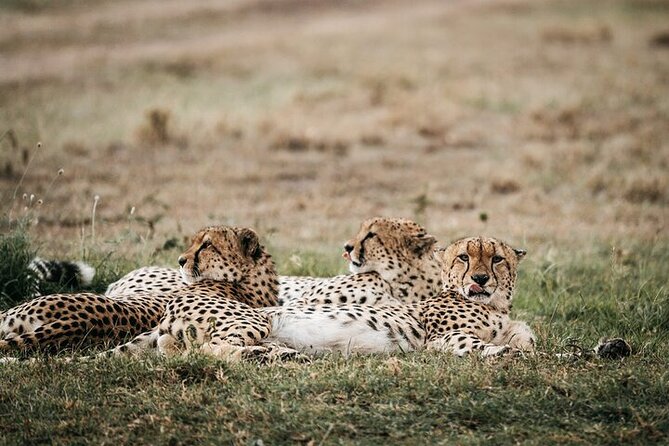 Half day wildlife tour to Nairobi National Park Game Drive with Pickup/Drop off - Who will get the most from this safari