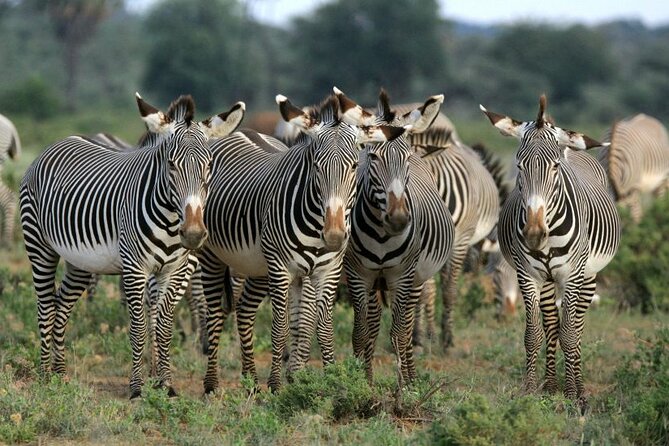 Half day wildlife tour to Nairobi National Park Game Drive with Pickup/Drop off - Pickup from your hotel, apartment, or airport