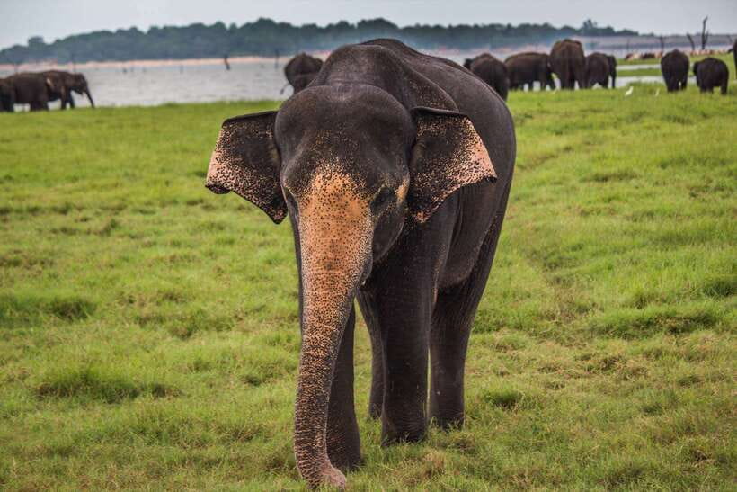 Hambantota Port: Udawalawe Safari Tour & Transit Home Visit - What wildlife you might see