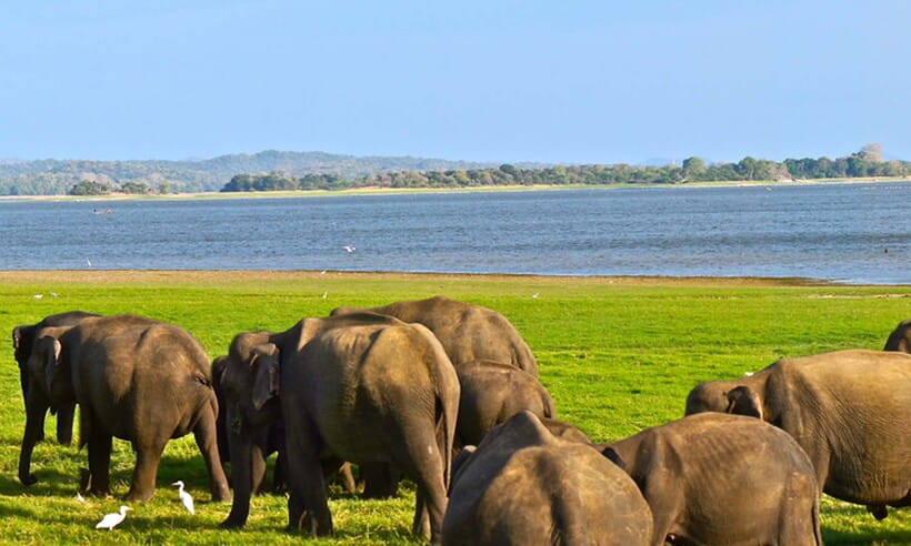 Hambantota Port: Udawalawe Safari Tour & Transit Home Visit - Who should book this four-hour outing?