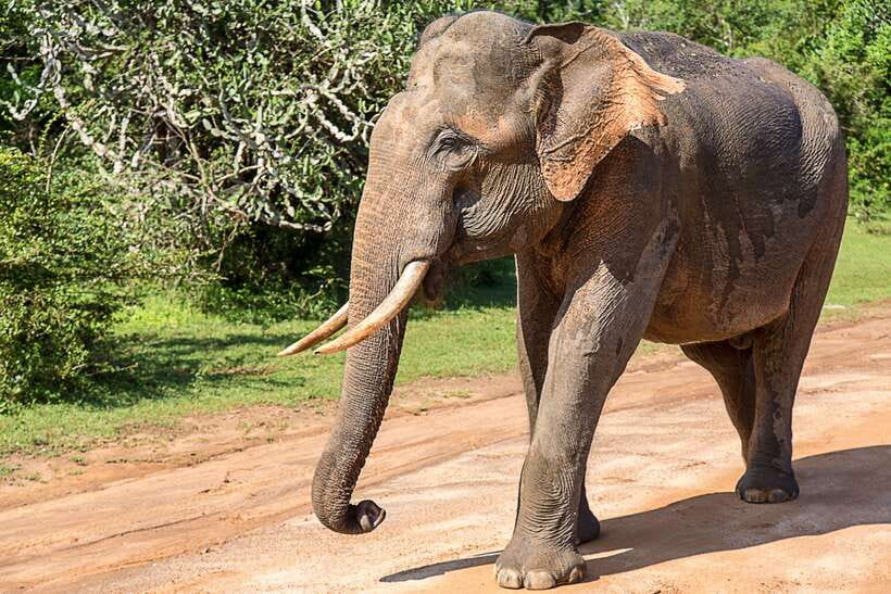 Hambantota Port: Yala National Park Safari (Shore Excursion) - Why Yala makes sense from Hambantota Port