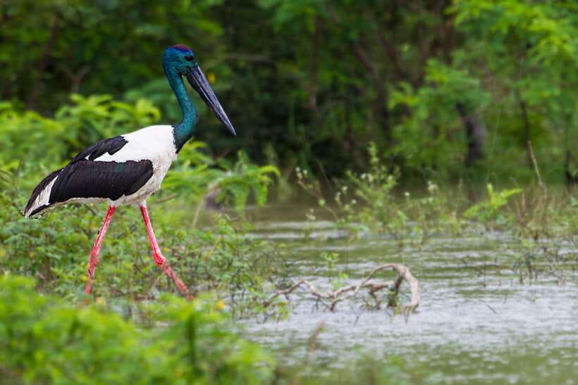 Hambantota Port: Yala National Park Safari (Shore Excursion) - A shore excursion with one important timing risk