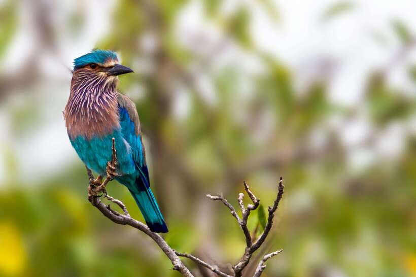 Hambantota Port: Yala National Park Safari (Shore Excursion) - Who should book this safari