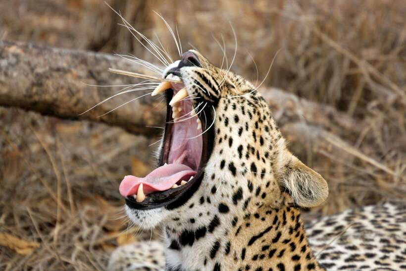 Hambantota Port: Yala National Park Safari (Shore Excursion) - What you may see in Yala