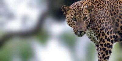 Hambantota Port: Yala National Park Wildlife Safari in a 4×4