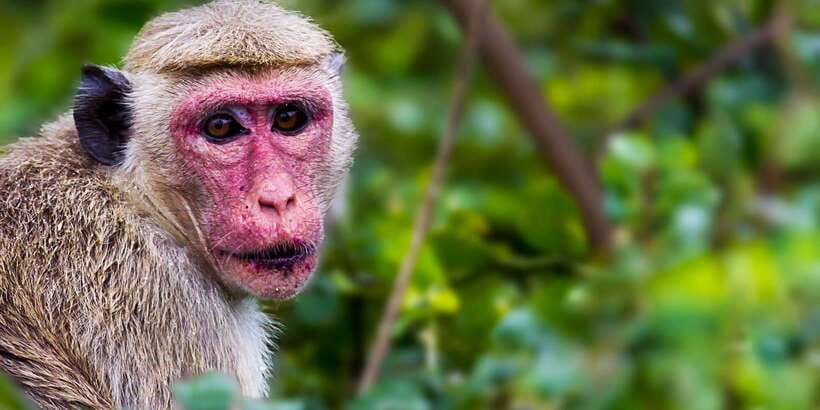 Hambantota: Yala National Park Wildlife Safari in a 4x4 - What the $48 price really means