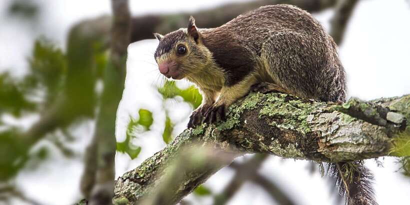 Hambantota: Yala National Park Wildlife Safari in a 4x4 - Booking details that matter
