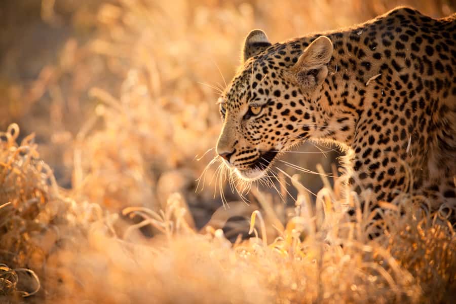 Hartbeespoort: Lion and Safari Park Guided Tour - A Two-Hour Safari Built Around Lions