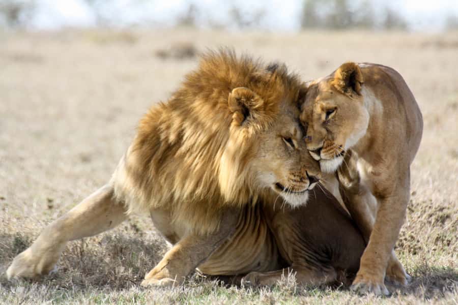 Hartbeespoort: Lion and Safari Park Guided Tour - The Lion Enclosures Are the Main Event