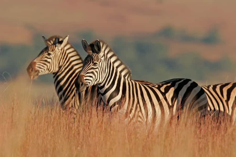 Hartbeespoort: Lion and Safari Park Guided Tour - Cheetahs, Hyenas, Leopards, and Wild Dogs