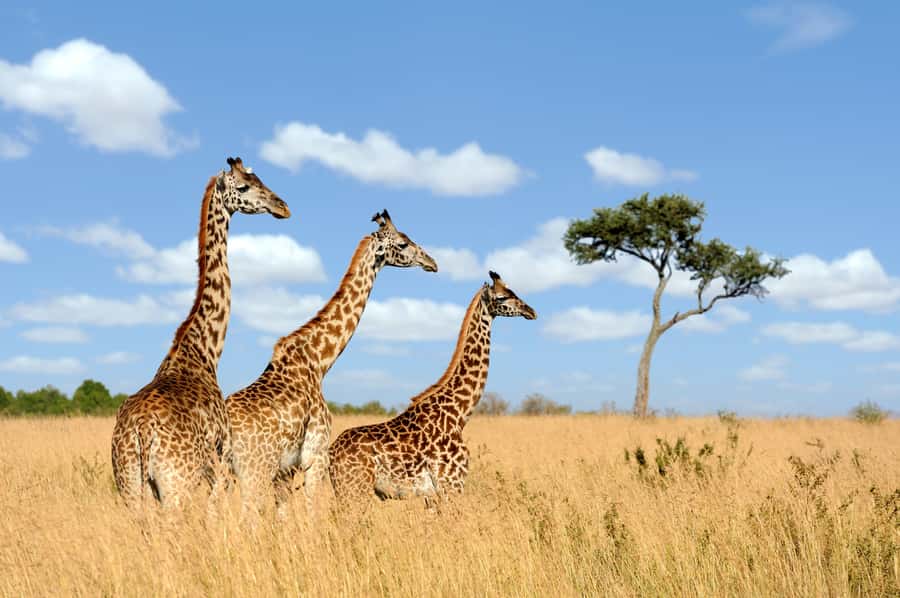 Hartbeespoort: Lion and Safari Park Guided Tour - Antelopes in the Open Area