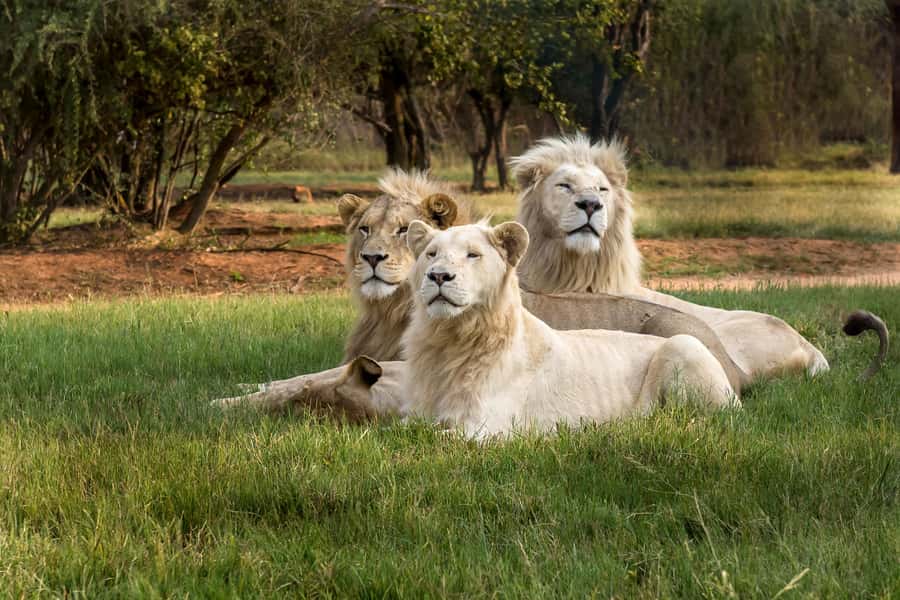Hartbeespoort: Lion and Safari Park Tour - A compact safari near Hartbeespoort