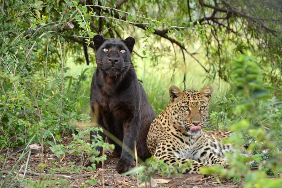 Hartbeespoort: Lion and Safari Park Tour - The guide can make or break the morning