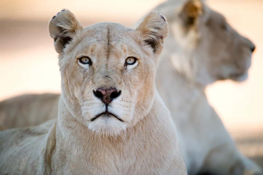 Hartbeespoort: Lion and Safari Park Tour - A quiet finish by the Crocodile River
